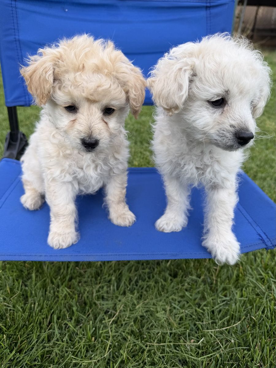 Tiny Poodle Maltipoo puppies