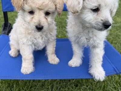 Tiny Poodle Maltipoo puppies