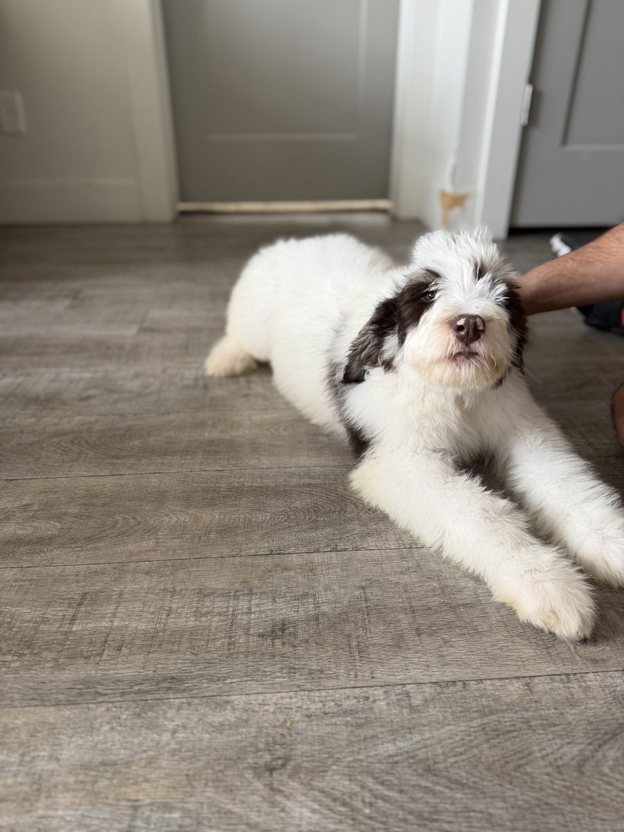 Standard male Bernedoodle Puppies