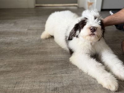 Standard male Bernedoodle Puppies