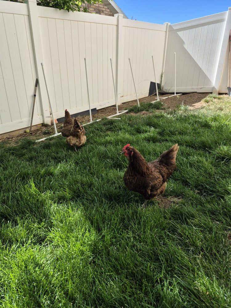 2 Hens for sale