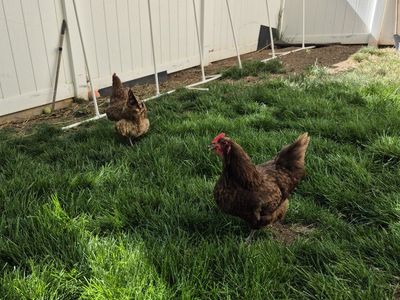2 Hens for sale