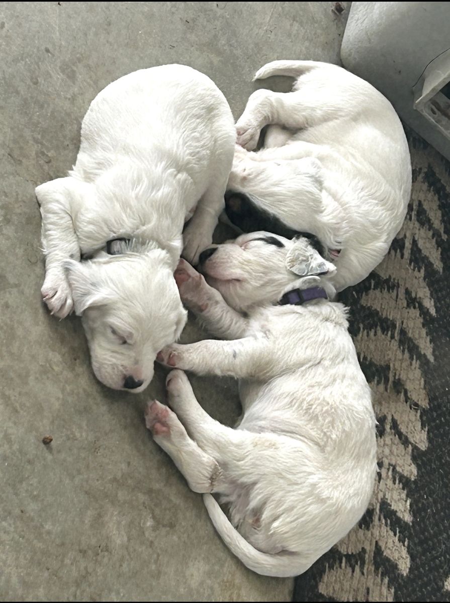 Setter pups