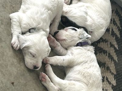 Setter pups