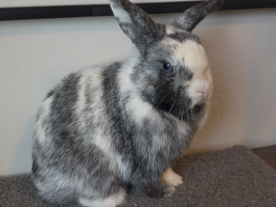 Black Harlequin Vm Holland Lop Doe