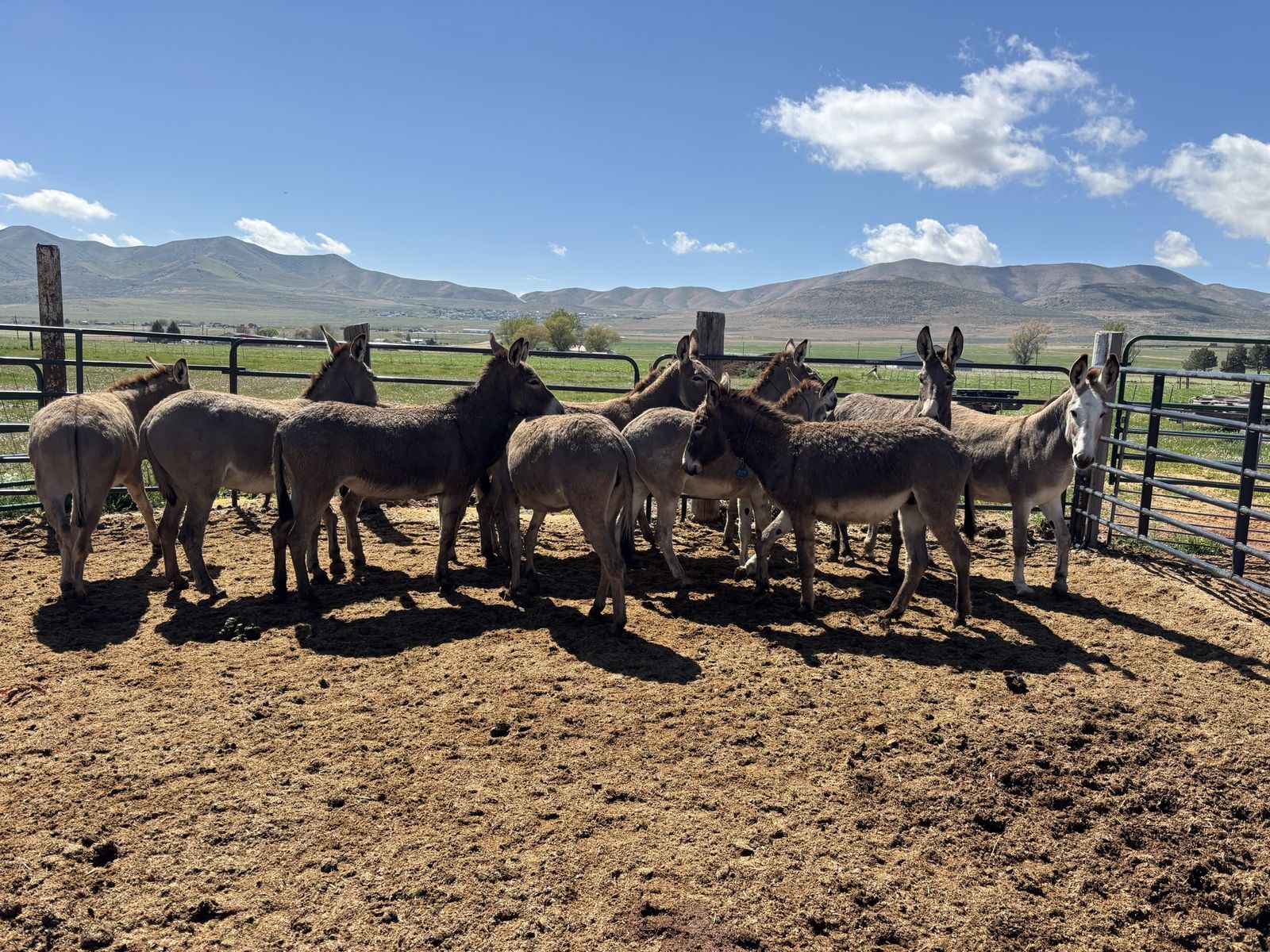 BLM Burros