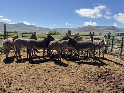BLM Burros