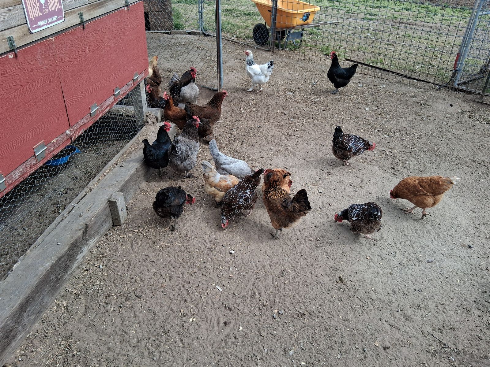 Laying hens