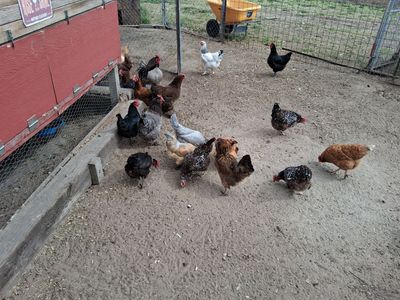 Laying hens