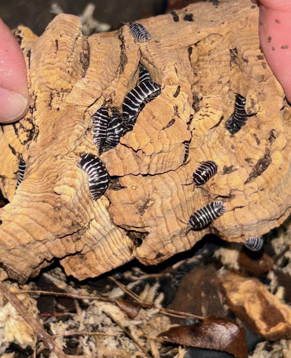 Zebra Isopods