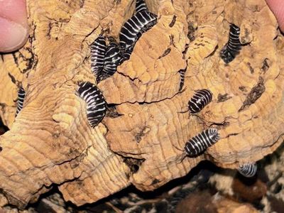 Zebra Isopods