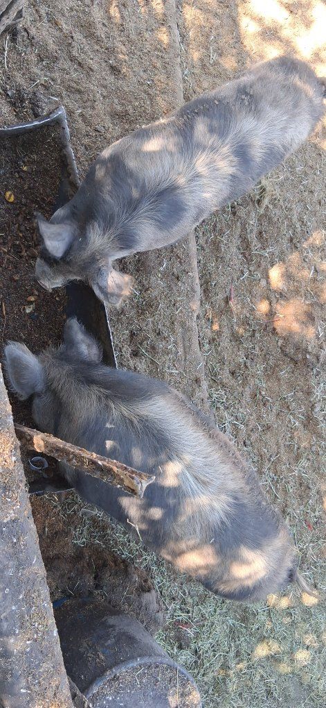 pigs