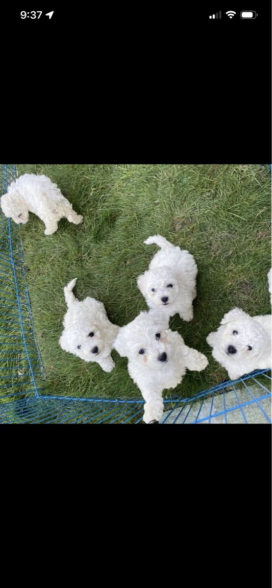 Available Now! Bichon Frisé Puppies - Delivery to Utah & Idaho ! 
