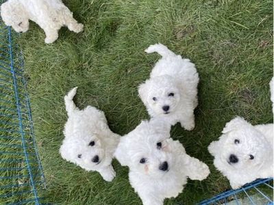 Available Now! Bichon Frisé Puppies - Delivery to Utah & Idaho !