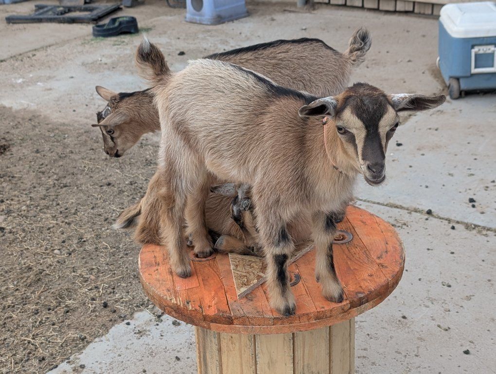 Nigerian Dwarf/ Alpine Bucklings 
