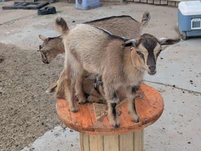 Nigerian Dwarf/ Alpine Bucklings