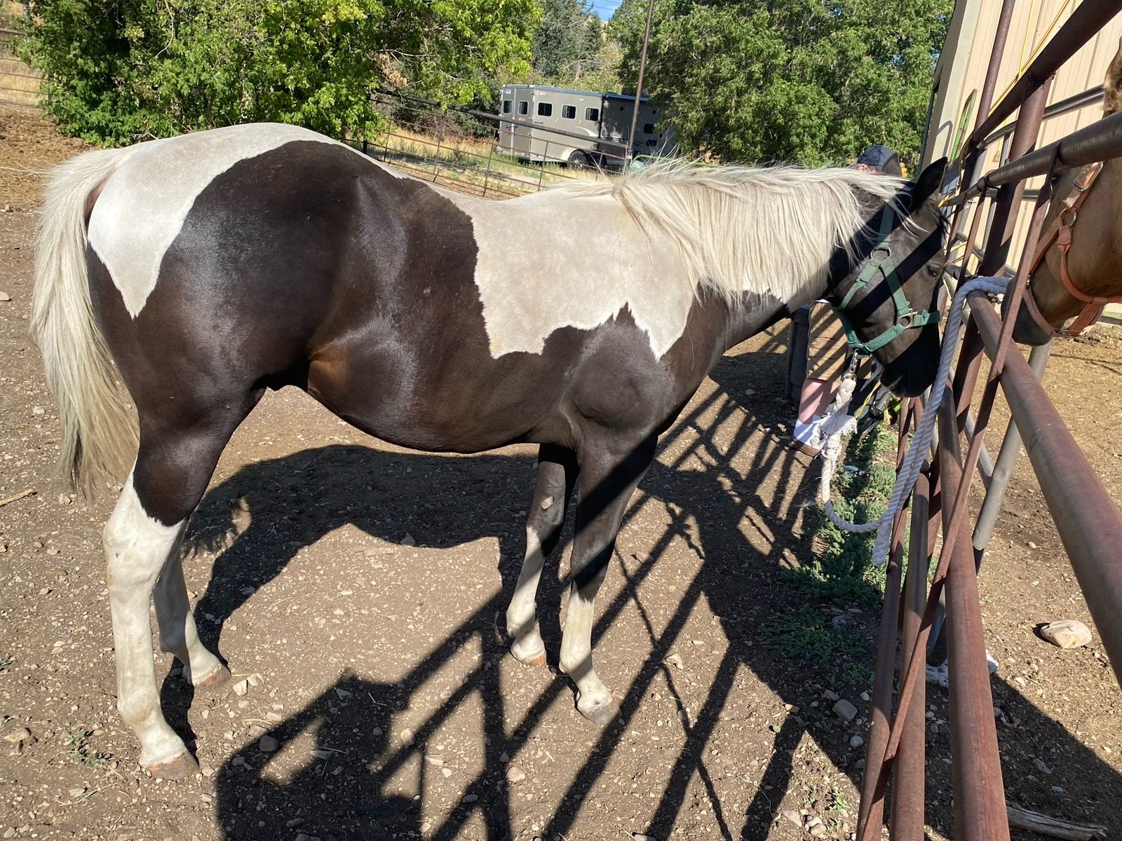 Black and White Paint Horse gelded yearling