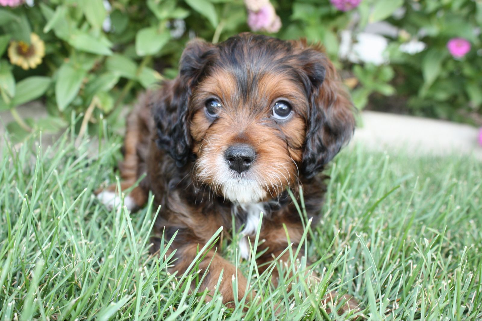 Sable brown Cavapoo Puppy Male