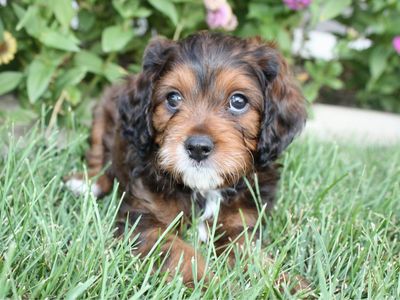 Sable brown Cavapoo Puppy Male