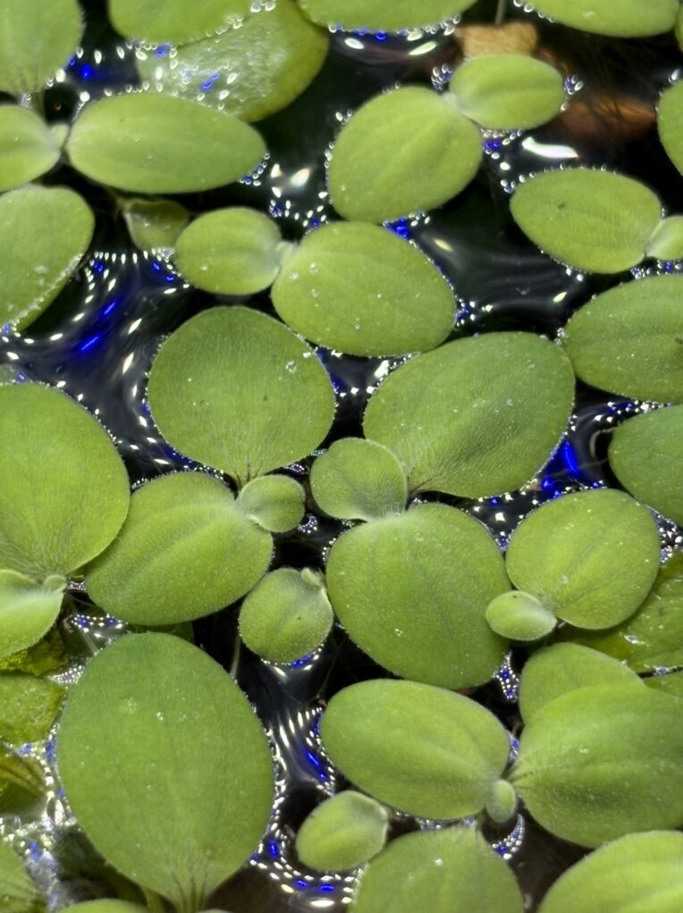 Dwarf Water Lettuce