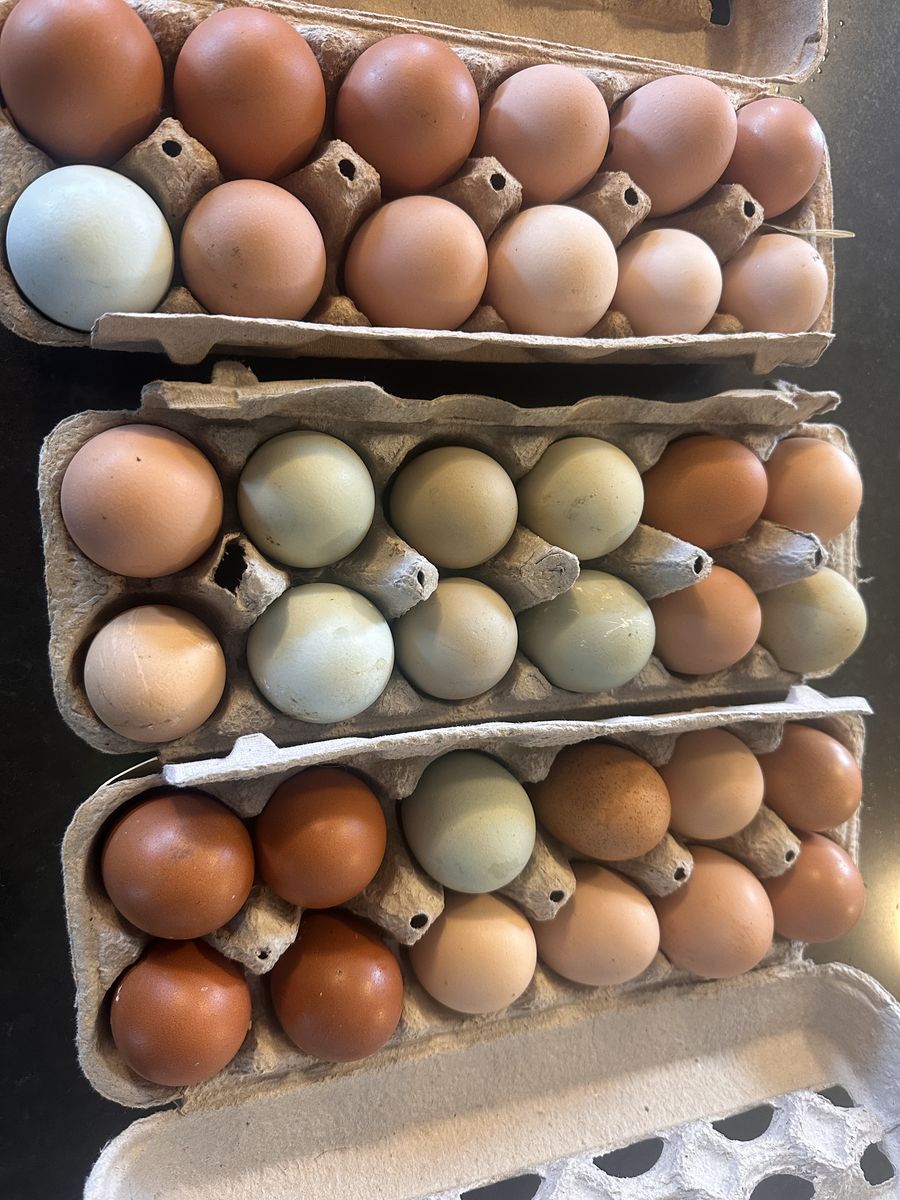 Barnyard Mix Hatching Eggs