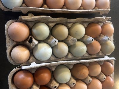 Barnyard Mix Hatching Eggs