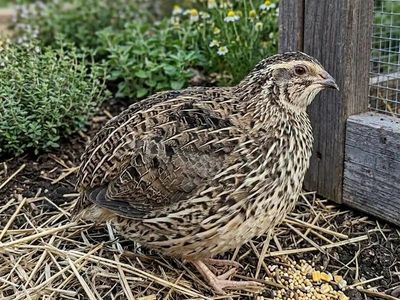 jumbo coturnix quail