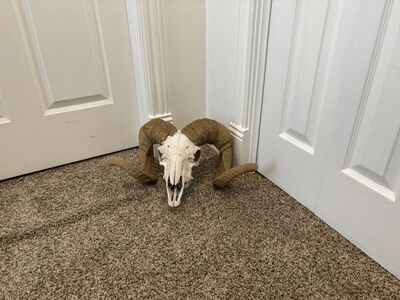 Ram Skull