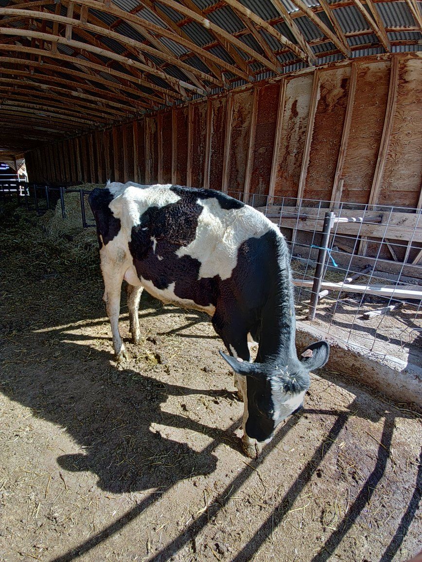 nurse cow for sale