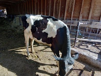 nurse cow for sale