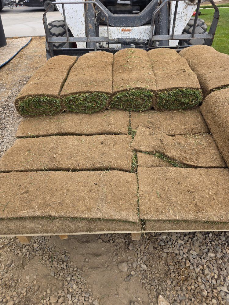 Fresh Cut Sod - Premium Lawn Grass Rolls for Landscaping Projects - Approx. 150 sf