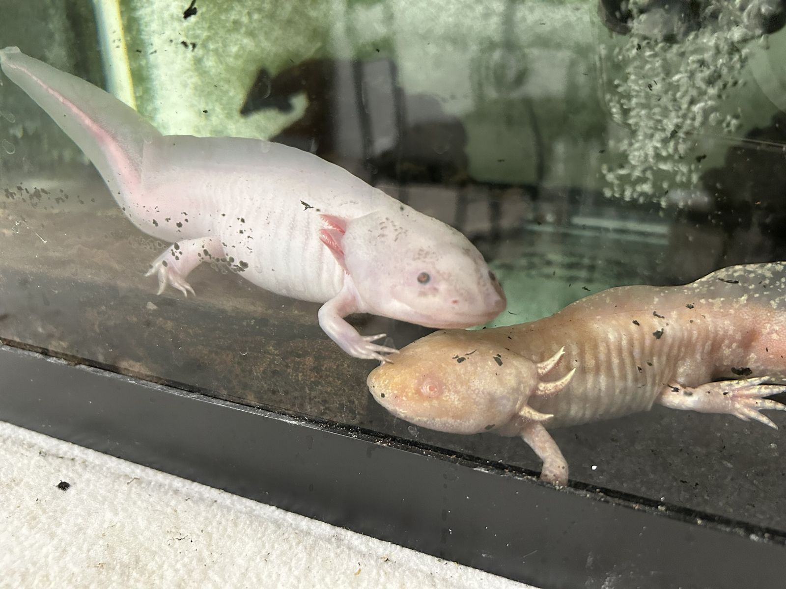 Axolotl Breeding Trio – Gold GFP Male + 2 Lucy Females – $90