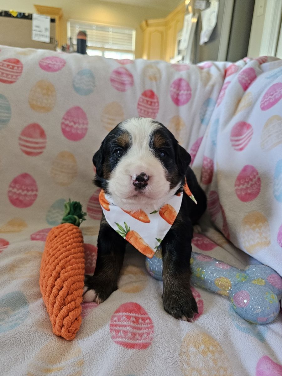 Purebred Bernese Mountain Dog Puppies – 3 Females Available