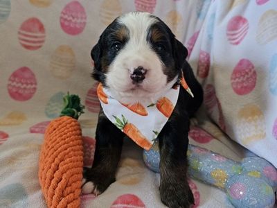 Purebred Bernese Mountain Dog Puppies – 3 Females Available