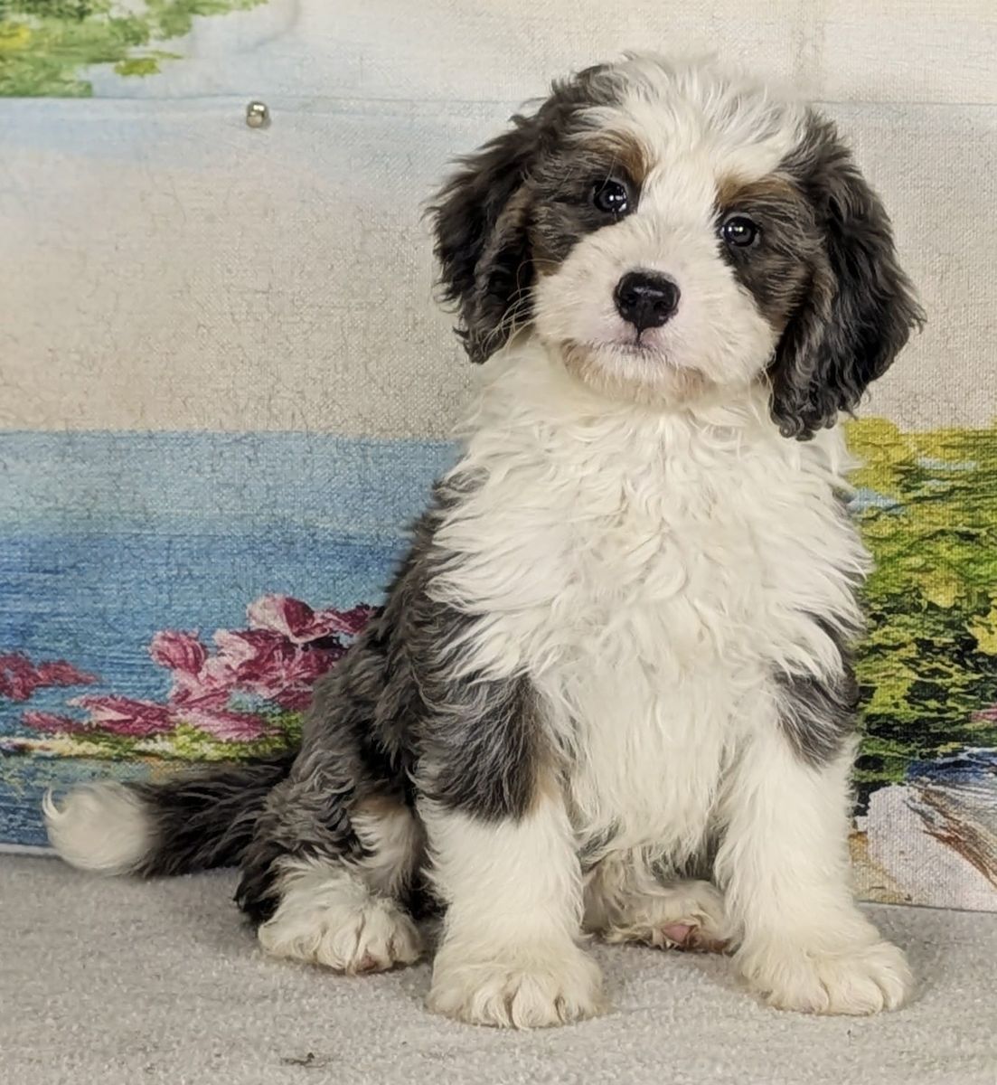 Girl Fifi – Merle Mini Bernedoodle $2400