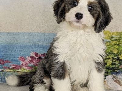 Girl Fifi – Merle Mini Bernedoodle $2400