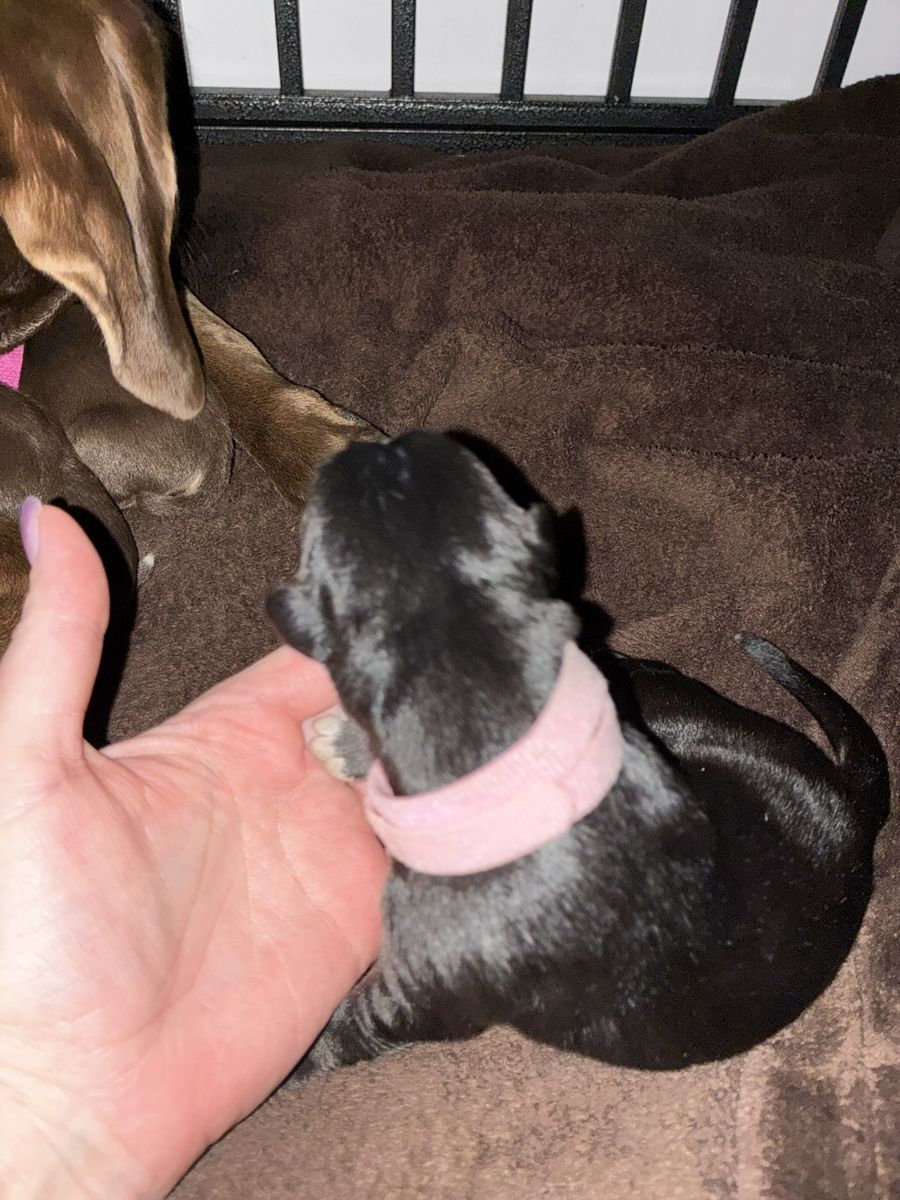 Weimsky puppies for sale