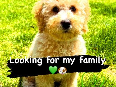 Ready Now! $ lowered Mini Bernedoodle female / girl puppy (Non-Shedding)