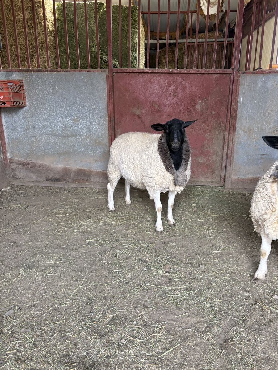 Dorper Ewe