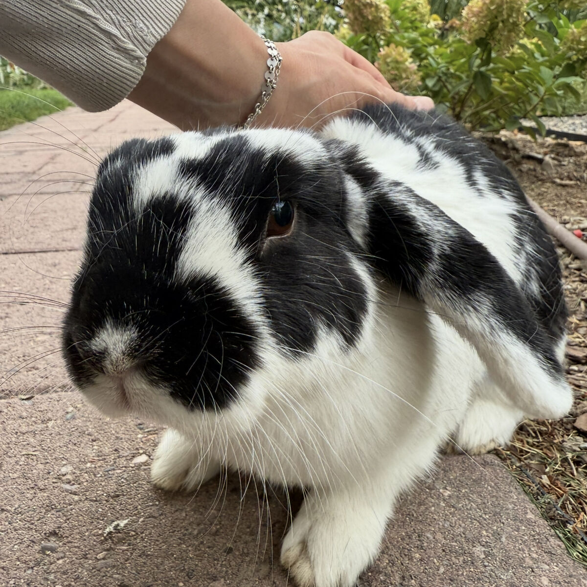 ISO Fixed Male Rabbit