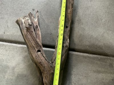 Reptile wood