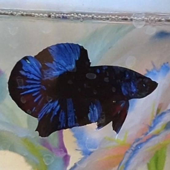 Blue Black Light Male Plakat Betta Fish