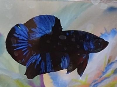 Blue Black Light Male Plakat Betta Fish