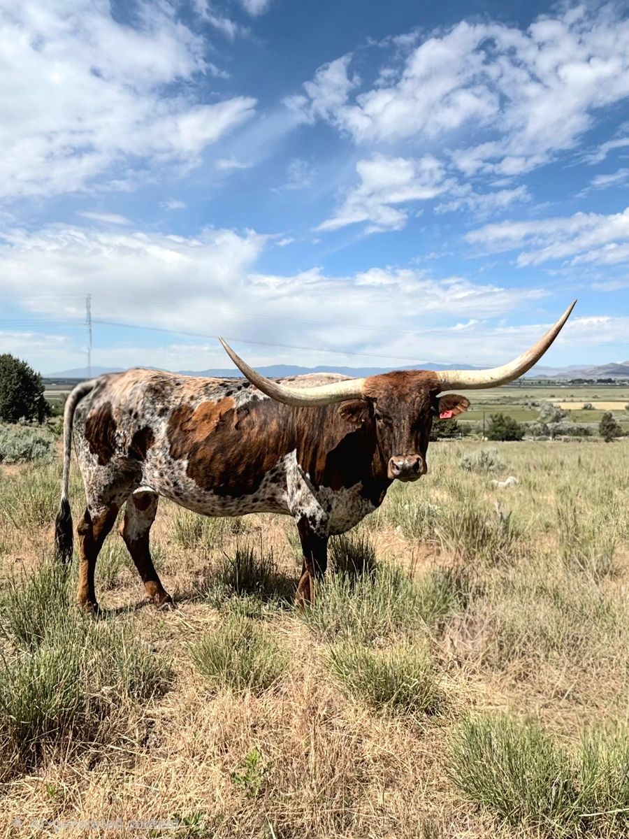 Registered Texas Longhorn Cow