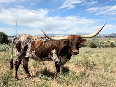 Registered Texas Longhorn Cow