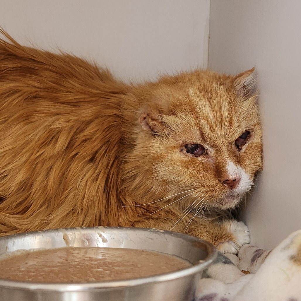 Hello my name is Archibald