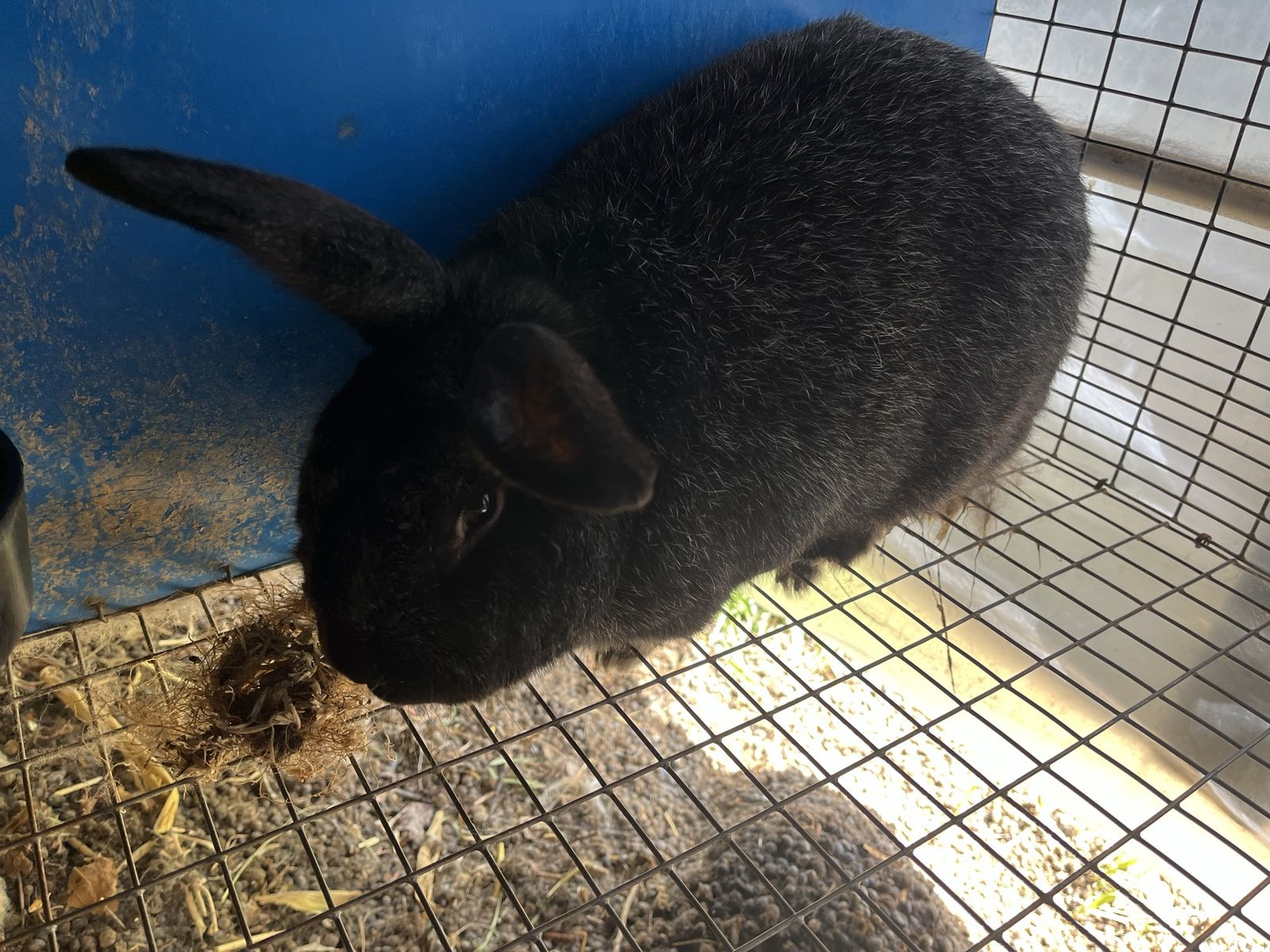 Purebred Proven Silver Fox Buck