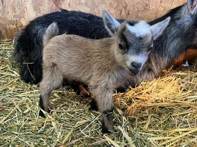 Teeny Tiny Pygmy Goats