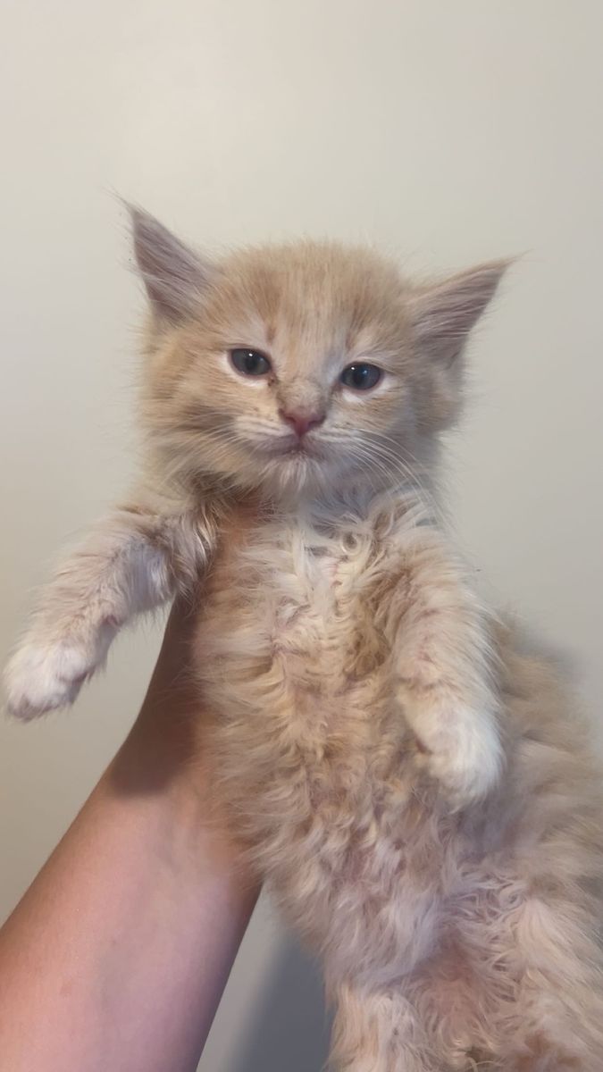 Cream kittens