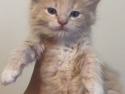 Cream kittens